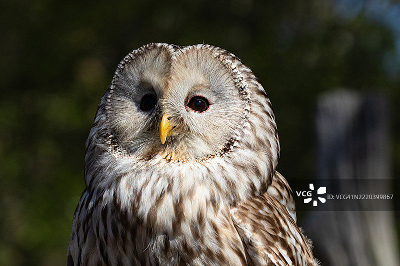 近距离观察乌拉尔猫头鹰图片素材