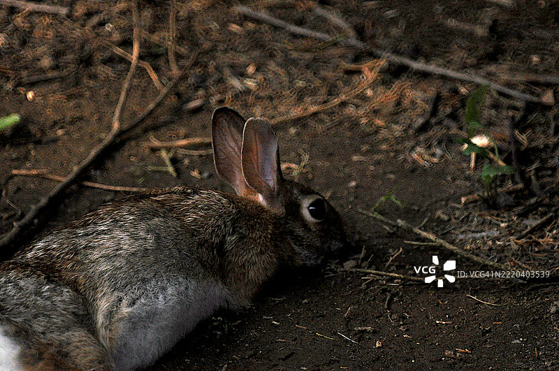 东部棉尾兔图片素材