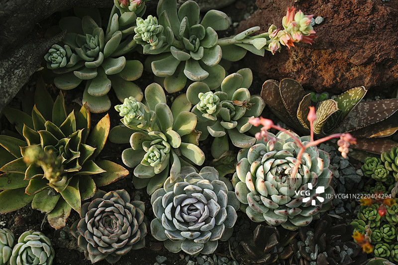 各种类型的多肉植物和仙人掌的花坛图片素材