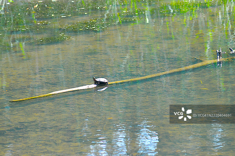 东部彩龟图片素材