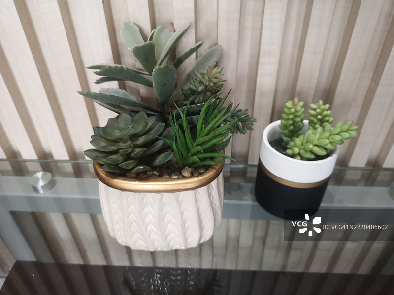 植物房图片素材