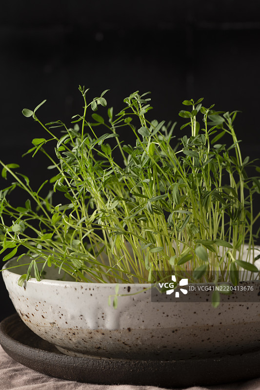 自家种植的微型绿叶蔬菜，特写镜头图片素材