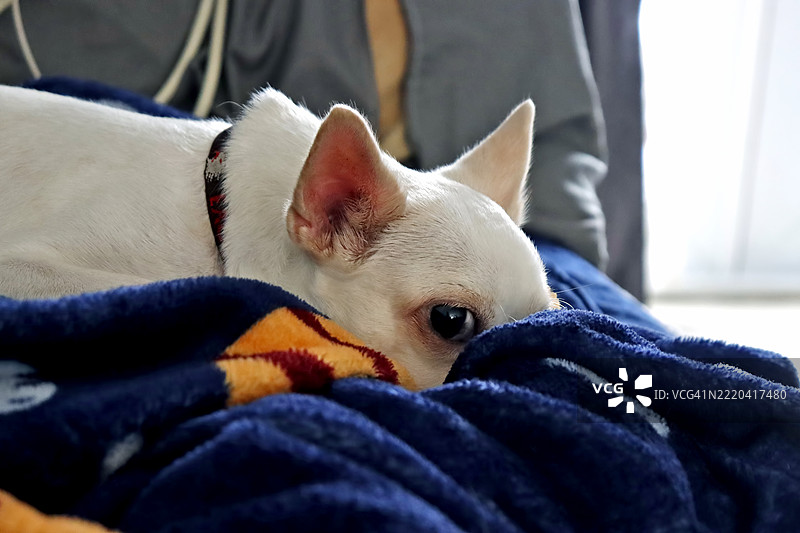 一只疲惫的吉娃娃独自躺在客厅的沙发上睡觉。狗狗舒适安全地躺在床上休息。图片素材