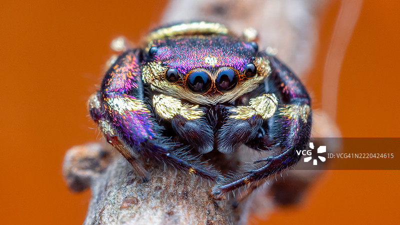 紫金跳蛛 (Irura bidenticulata)图片素材