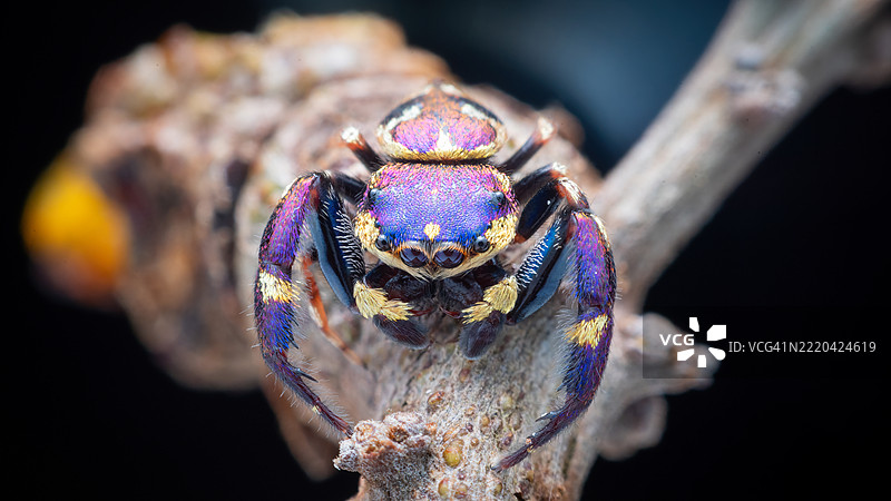 紫金跳蛛 (Irura bidenticulata)图片素材