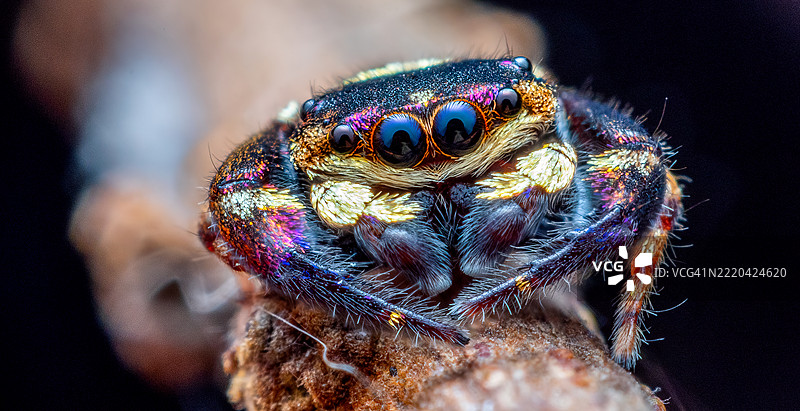 紫金跳蛛 (Irura bidenticulata)图片素材