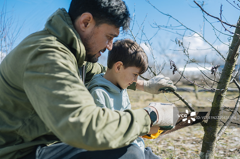 父亲和儿子在农场的菜园里一起修剪树木图片素材