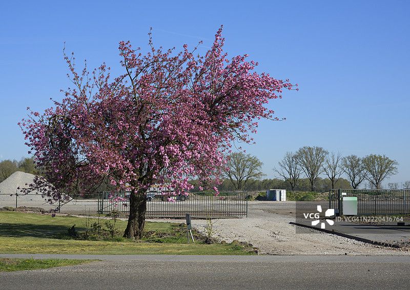 乡村风景中，晴空下盛开的粉色花朵树图片素材