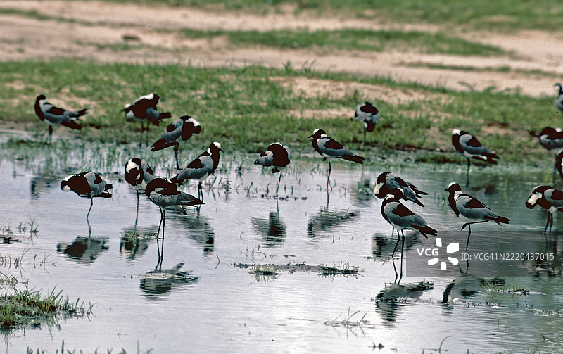 铁匠鸻图片素材