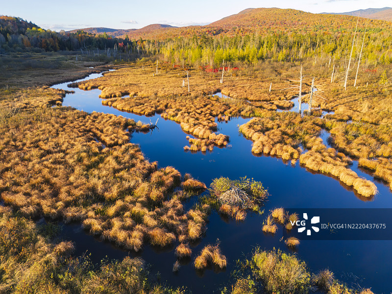 佛蒙特州的海狸池塘和窝的鸟瞰图，周围环绕着金色的秋叶图片素材