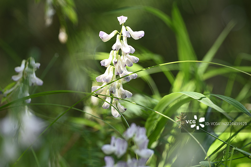 森林豌豆图片素材