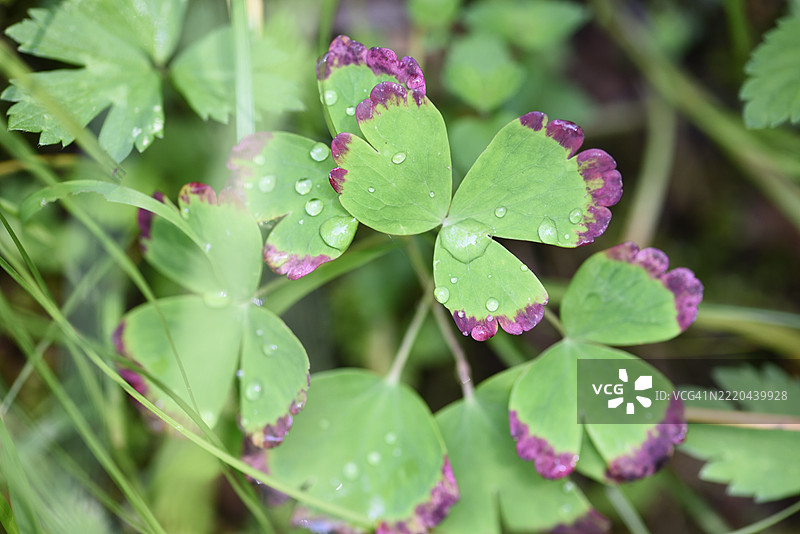 带水珠的叶子图片素材