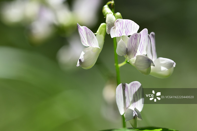 林豌豆图片素材