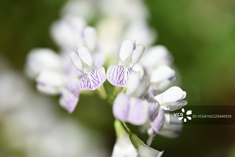 森林豌豆图片素材