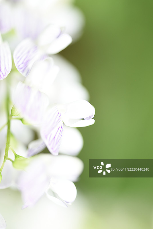 林豌豆图片素材