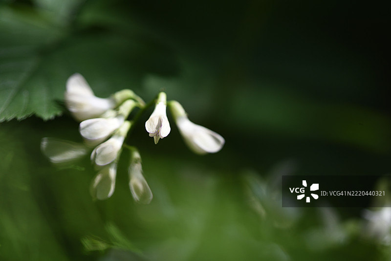 森林豌豆图片素材