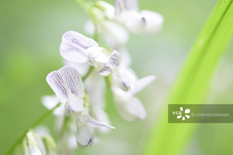 林豌豆图片素材