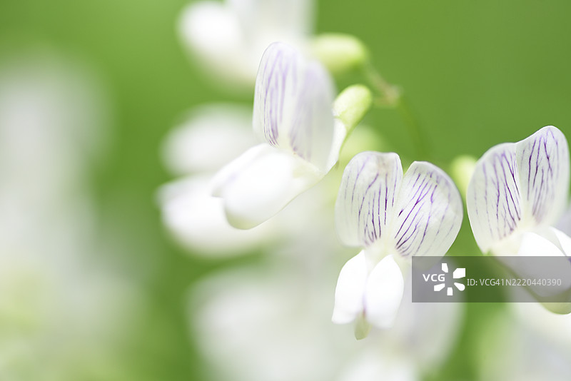 森林豌豆图片素材