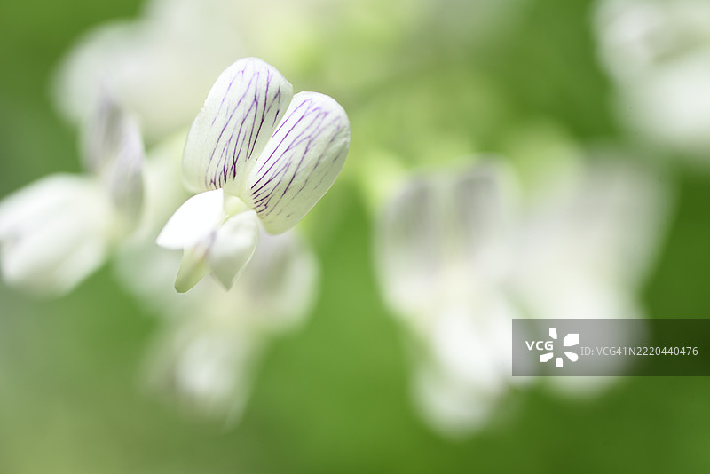 森林豌豆图片素材