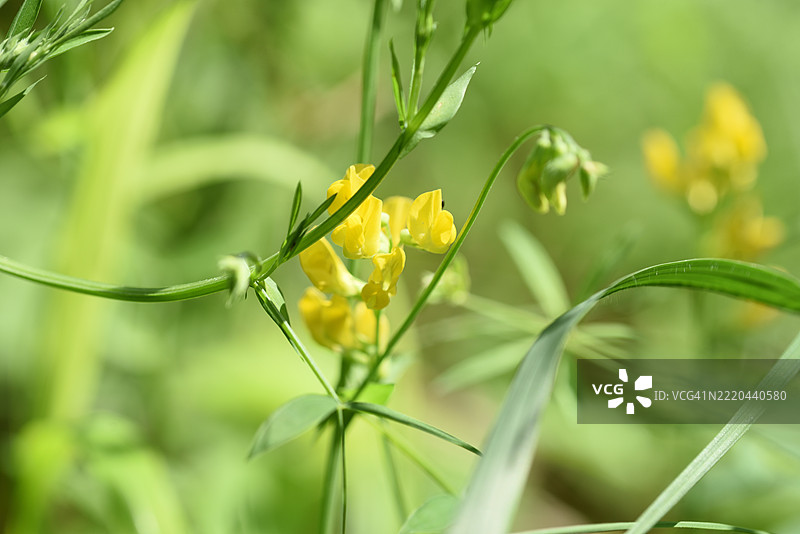 黄花豌豆图片素材
