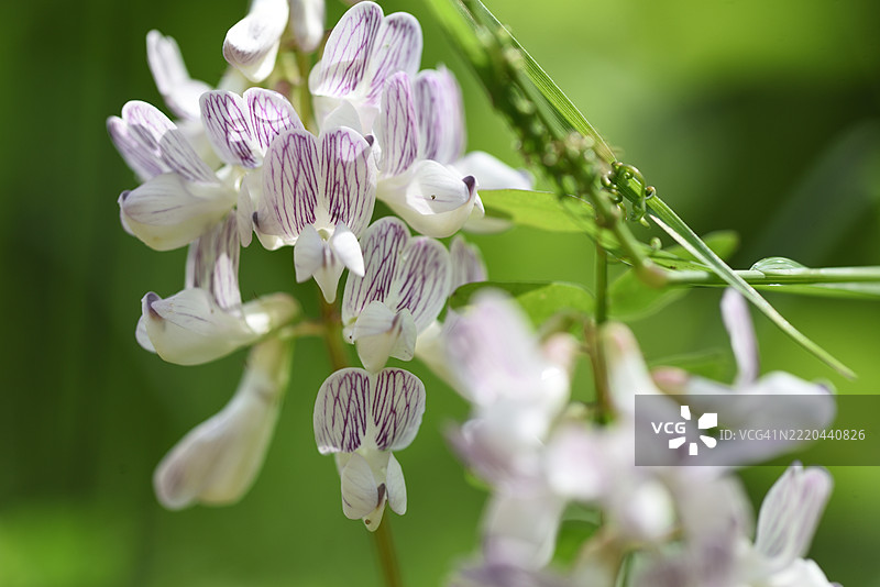 森林豌豆图片素材