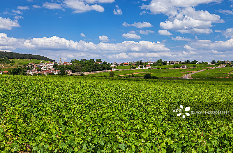 法国勃艮第小村庄沃尔奈附近的风景如画的葡萄园景观图片素材