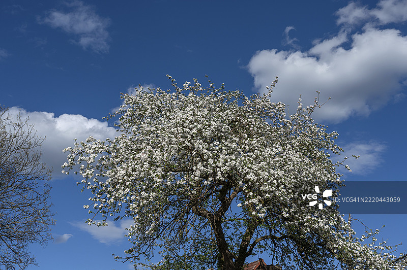 开花的梨树（李属），蓝天，巴伐利亚，德国，欧洲图片素材