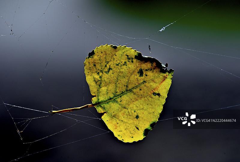 五彩斑斓的白桦树叶(Betula pendula)挂在蜘蛛网中,德国梅克伦堡-前波美拉尼亚州波尔岛,欧洲图片素材