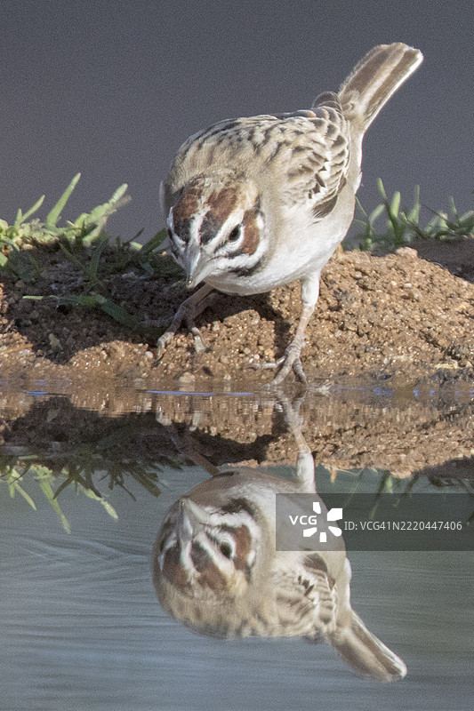云雀雀在饮水时的倒影图片素材