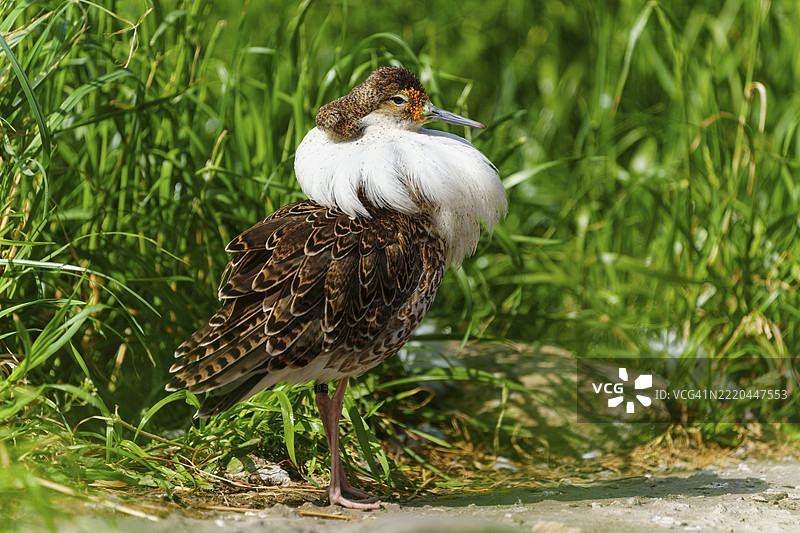 一只羽毛色彩斑斓的鸟在阳光下的草地上站着，鲁夫鹬（Calidris pugnax，别名：Philomachus pugnax），法国，欧洲图片素材