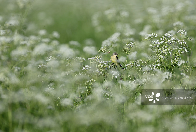 黄鹂（Motacilla flava）栖息在草地香芹（Anthriscus sylvestris）中，位于德国北莱茵-威斯特法伦州下莱茵地区，欧洲图片素材