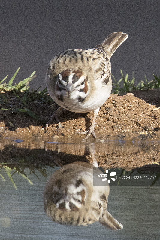 云雀雀在饮水时的倒影图片素材