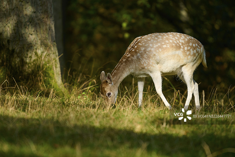 梅花鹿（Dama dama），雌性，在高大树木的阴影下安静地吃草，德国，欧洲图片素材