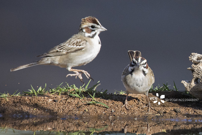 云雀雀鸟降落在另一个巢穴上图片素材