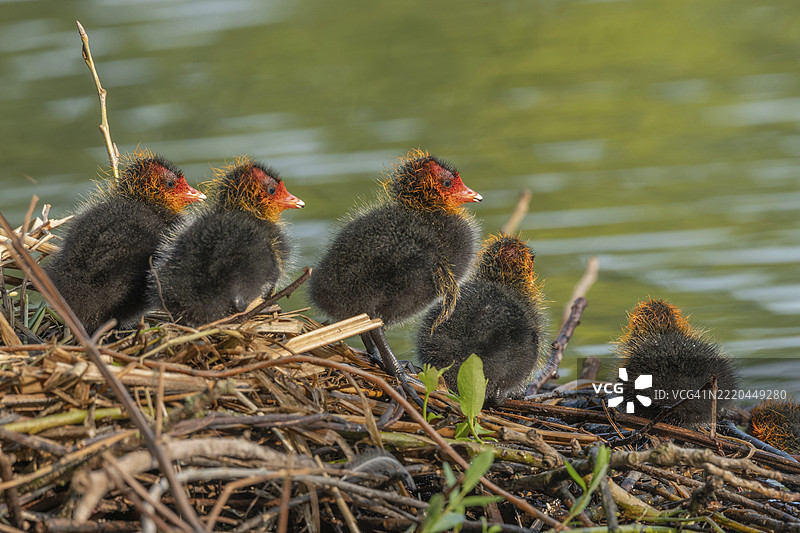两天大的腔棘鱼（Fulica atra）在巢中。法国大东部地区阿尔萨斯的巴斯-林。图片素材
