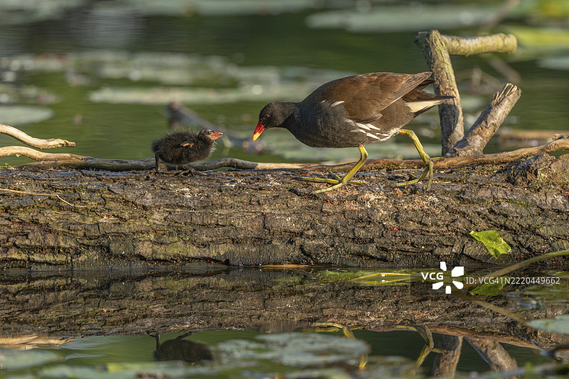一只普通的水鸡（Gallinula chloropus）为它两周大的小猫头鹰提供食物。法国，阿尔萨斯，格朗德东部，欧洲图片素材