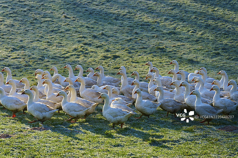 一大群鹅在覆盖着晨露的草地上，基尔赫策尔，阿莫尔巴赫，奥登瓦尔德，巴伐利亚，德国，欧洲图片素材