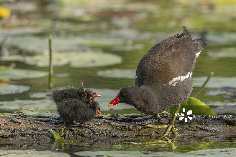 一只普通的水鸡（Gallinula chloropus）为它两周大的小猫头鹰提供食物。法国，阿尔萨斯，格朗德东部，欧洲图片素材