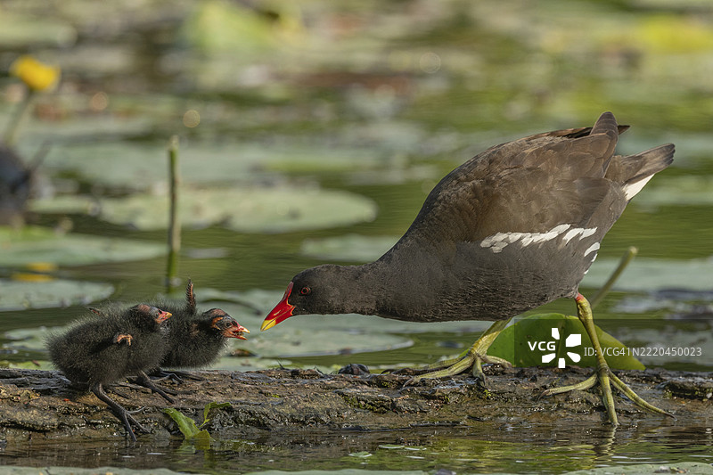 一只普通的水鸡(Gallinula chloropus)为它两周大的小猫头鹰提供食物。法国,阿尔萨斯,格朗德东部,欧洲图片素材