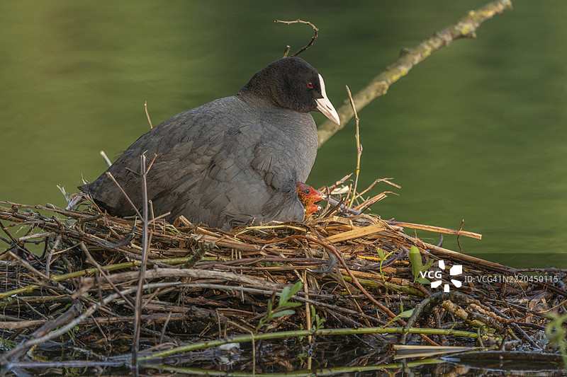 一只鲶鱼（Fulica atra）在巢中孵化它两天大的小鸟。法国，阿尔萨斯，格朗德东部，欧洲图片素材