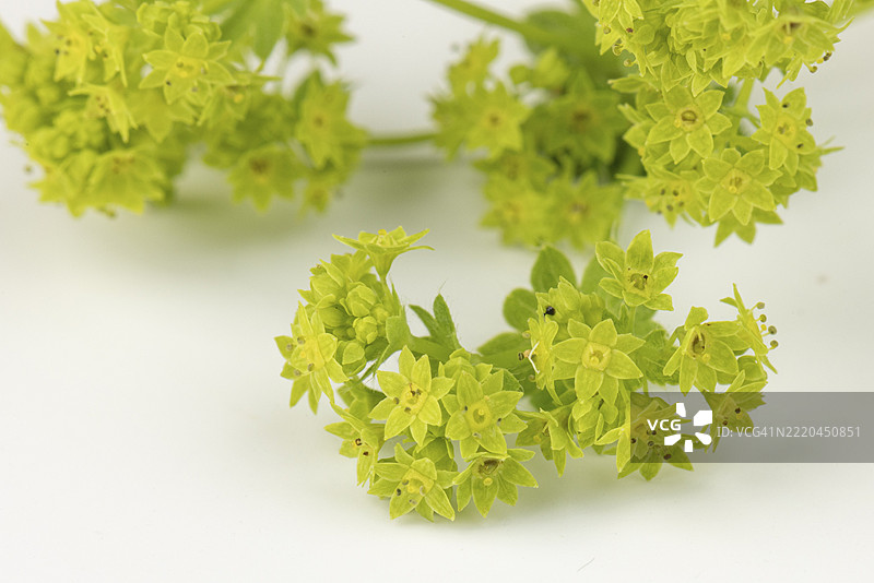 新鲜的黄花女神草（Alchemilla）与绿色叶子在白色背景上图片素材