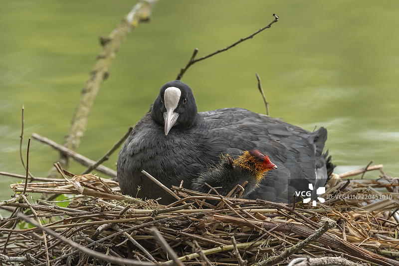 一只鲶鱼（Fulica atra）在巢中孵化它两天大的小鸟。法国，阿尔萨斯，格朗德东部，欧洲图片素材