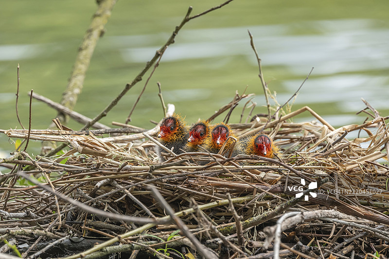 两天大的腔棘鱼（Fulica atra）在巢中。法国大东部地区阿尔萨斯的巴斯河。图片素材