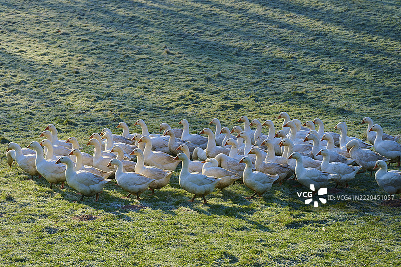 鹅群在光影交错的草地上悠然移动，德国巴伐利亚州阿莫尔巴赫的基希策尔。图片素材