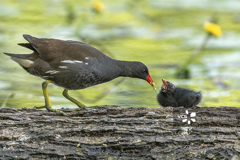一只普通的水鸡（Gallinula chloropus）为它两周大的小猫头鹰提供食物。法国，阿尔萨斯，格朗德东部，欧洲图片素材