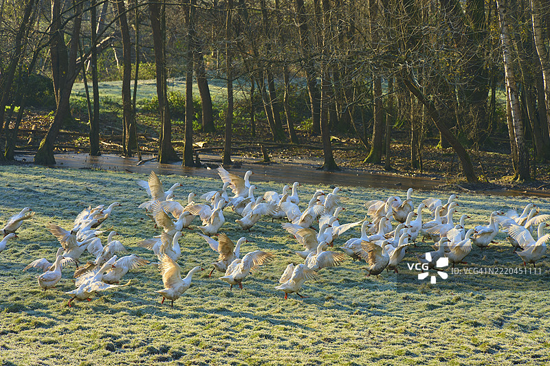 在德国巴伐利亚的阿莫尔巴赫基尔茨尔森林边缘，晨露覆盖的草地上，鹅在欢快地嬉戏。图片素材