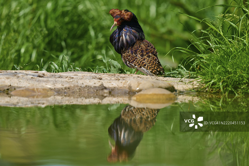 立鸟（Philomachus pugnax），羽毛竖起，坐在河岸上，倒映在水中，法国，欧洲图片素材
