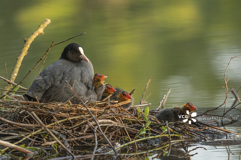 一只鲶鱼（Fulica atra）在巢中孵化它两天大的小鸟。法国，阿尔萨斯，格朗德东部，欧洲图片素材