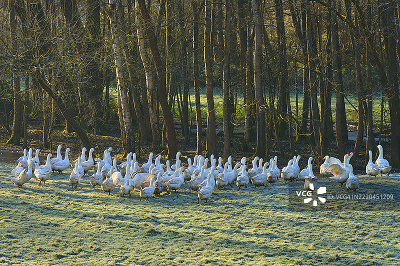 在德国巴伐利亚的奥登瓦尔德，基尔赫策尔附近的一个霜冻草地上，几只鹅静静地站着，旁边是一片茂密的森林。图片素材