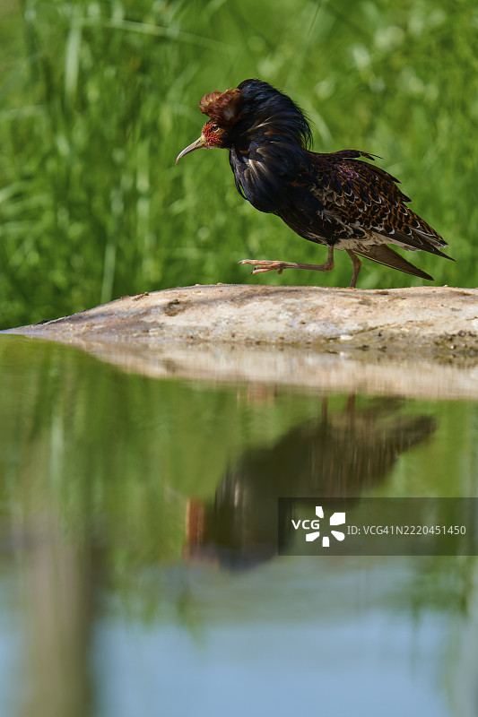 水边行走的鲁夫鸟（Philomachus pugnax），在水中倒影，法国，欧洲图片素材